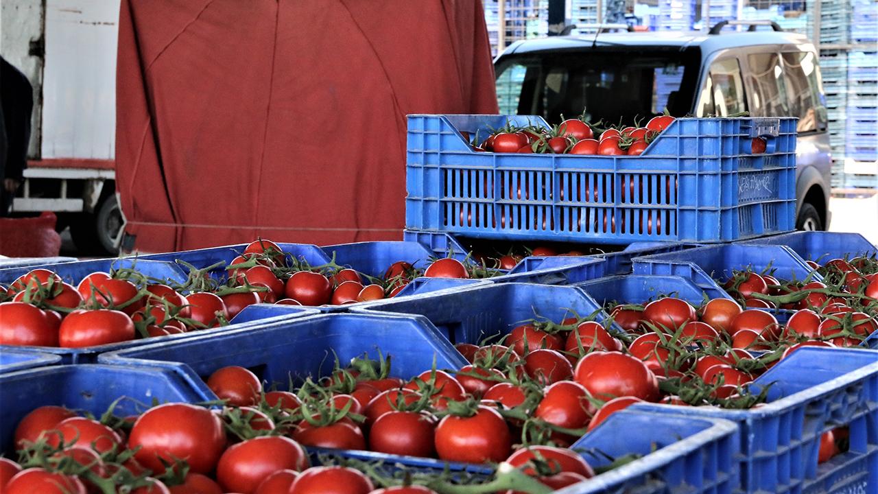 KASA KASA DOMATESİ ÇÖPE ATTI !